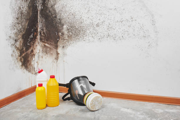 Trusted Denair, CA Mold Removal Experts