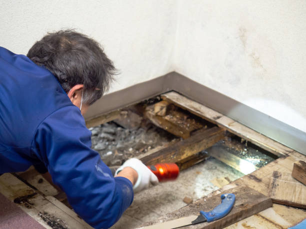 Best Attic Mold Removal  in Denair, CA