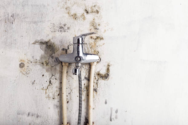 Best Certified Mold Removal  in Denair, CA