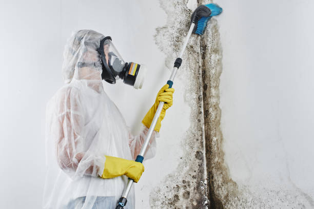 Best Commercial Mold Removal  in Denair, CA