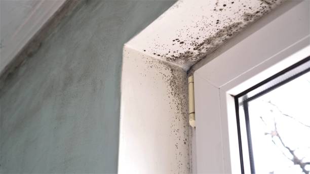 Best Office Mold Removal Services  in Denair, CA