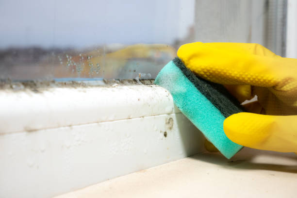Best Black Mold Removal  in Denair, CA