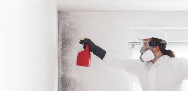 Mold Removal and Inspection in Denair, CA