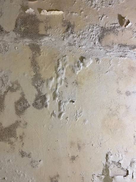 Mold Testing and Removal in Denair, CA