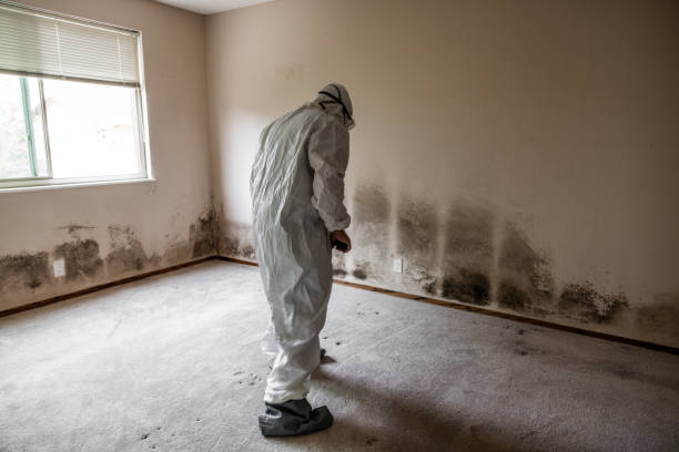 Best Certified Mold Removal  in Denair, CA